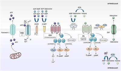 Purinergic System Signaling in Metainflammation-Associated Osteoarthritis